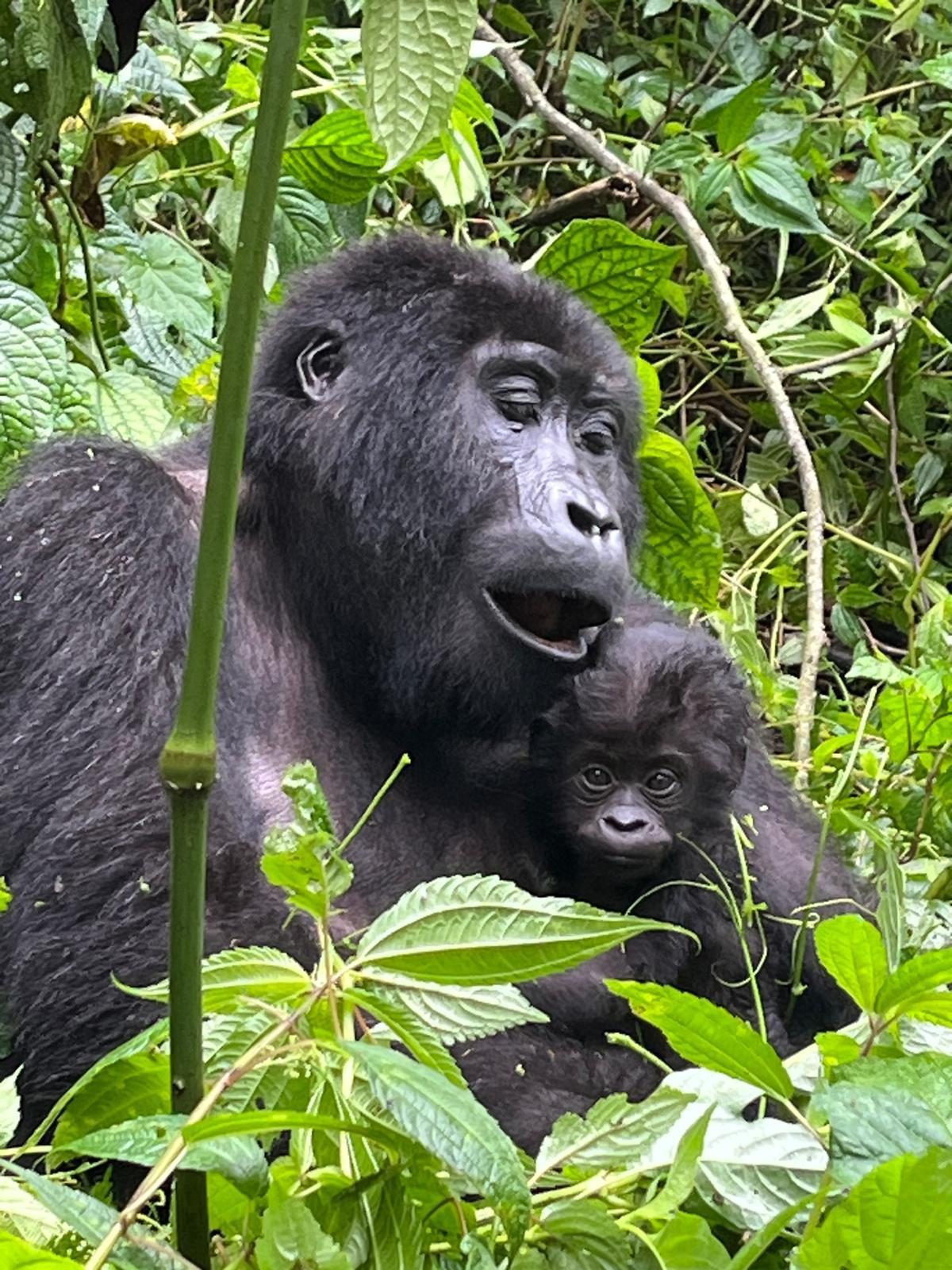 Gorilla trekking